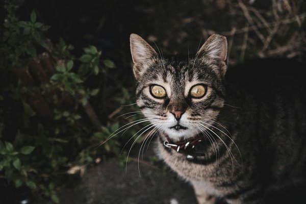 How to Choose the Right Type of Hat for a Summer Picnic?