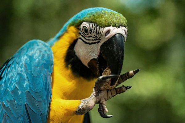What Are the Best Toys for Keeping a Pet Parrot Mentally Stimulated?