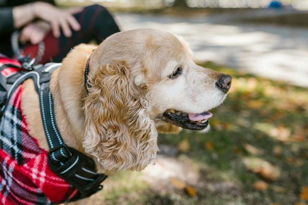 What Are the Best Strategies for Training a Dog to Detect Diabetic Alerts?